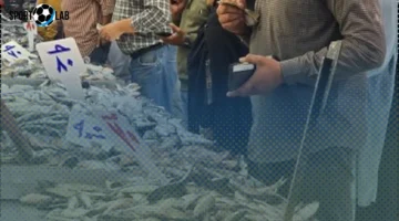 أسعار الأسماك بدمياط اليوم مستقرة وتبدأ من 30 جنيهًا